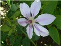 clematis